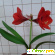 Комнатный цветок Гиппеаструм -  - Фото 593510