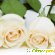 Белая роза -  - Фото 608234