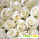 Белая роза -  - Фото 608236