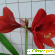 Комнатный цветок Гиппеаструм -  - Фото 593511