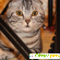 Шотландский вислоухий кот -  - Фото 595717