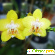 Орхидея Фаленопсис -  - Фото 618839