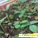 Семена клубники AliExpress -  - Фото 646945