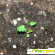 Семена клубники AliExpress -  - Фото 646944