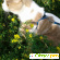 Шотландская вислоухая кошка. -  - Фото 658659
