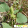 Дурнишник обыкновенный – злостный сорняк -  - Фото 655814