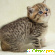 Окрас табби у британских кошек (фото) -  - Фото 680859