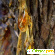 Сибирская чистка кедровой живицей -  - Фото 732558
