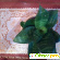 Комнатное растение Сансервьера (сансевиерия) -  - Фото 745646