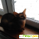 Абиссинская кошка порода -  - Фото 821324