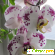 Комплексное органоминеральное удобрение для орхидей BioMaster -  - Фото 857974