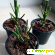 Комнатное растение пуансеттия -  - Фото 882201