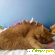 Экзотическая короткошерстная кошка -  - Фото 878209