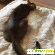 Абиссинская кошка порода -  - Фото 889787