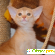 Абиссинская кошка -  - Фото 911418