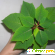 Комнатное растение пуансеттия -  - Фото 929282