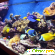 Морские аквариумы -  - Фото 930145