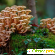 Безопасны ли грибы опята -  - Фото 931992