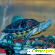 Красноухая черепаха отзывы -  - Фото 936556