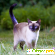 Тайская кошка фото -  - Фото 953745