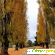 Черный тополь (Populus nigra L.) -  - Фото 959279