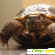 Среднеазиатская сухопутная черепаха -  - Фото 975819