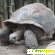 Среднеазиатская сухопутная черепаха -  - Фото 975818