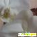 Орхидея белая -  - Фото 982572