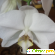 Орхидея белая -  - Фото 982571