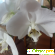 Орхидея белая -  - Фото 982570