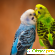 Волнистый попугайчик -  - Фото 1004969