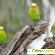 Волнистый попугайчик -  - Фото 1004970