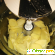 Маринованный имбирь -  - Фото 1007833