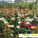 Роза сад интернет магазин отзывы покупателей -  - Фото 1028317