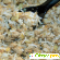 Заливной пирог с рисом и курицей -  - Фото 1028281