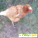 Курицы-несушки -  - Фото 1053221