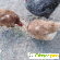 Курицы-несушки -  - Фото 1053220