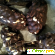 Печенье сдобное в кондитерской глазури ФЛП Можаев С.Н. Шокко-Бум -  - Фото 1079030