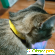 Антипаразитный биоошейник Терра Пласт Для кошек и собак мелких пород -  - Фото 1102062