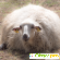Леггинсы из овечьей шерсти «Долли» -  - Фото 1116497
