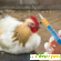 Антибиотик для Цыплят -  - Фото 1125465