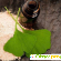 Листья Гинкго Билобы -  - Фото 1125161