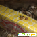 Пирожное Луганские медоборы Паутинка -  - Фото 1132282