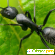 Королевский черный муравей отзывы -  - Фото 1141230