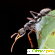 Королевский черный муравей отзывы -  - Фото 1141229