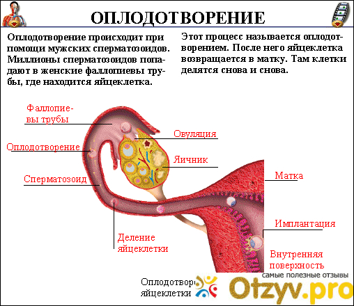 Можно Ли Секс После Инсеминации Можно Ли Секс После Инсеминации