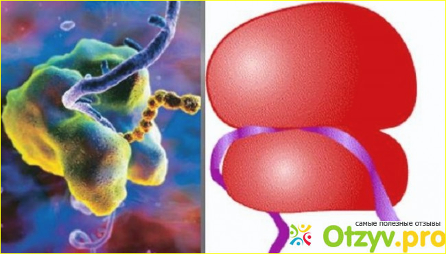ЧТО такое органоид? строение и функции органоидов. советы и инструкции ...