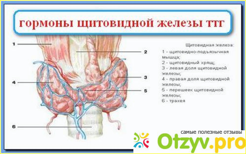 Щитовидная железа т4. Гормоны щитовидной железы ТТГ. Гормоны щитовидной железы ТТГ И т4. АТТПГ -гормоны щитовидной железы.