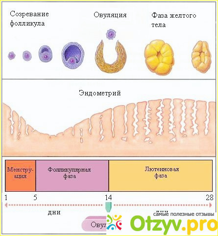 Зачатие мальчика по дню овуляции