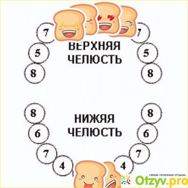 Рост зубову. Схема прорезывания зубов у детей до 2 лет. Схема зубов у ребенка до 2. Зубы у малышей порядок роста. Схема прорезывания молочных зубов у детей до 2 лет.